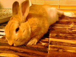 １歳とちょっとのえびすくん