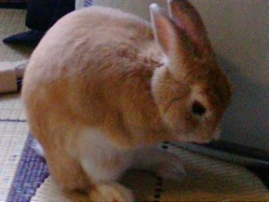 毛づくろい